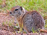 Ground Squirrel  Ground Squirrel (Oregon) Sciuridae Ardilla