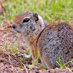 Ground Squirrel  Ground Squirrel (Oregon) Sciuridae Ardilla