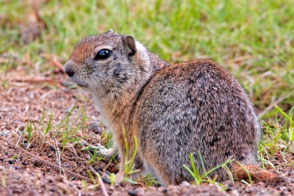 Ground Squirrel  Ground Squirrel (Oregon) Sciuridae Ardilla