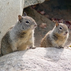 Ground Squirrel  Ground_Squirrel pair Sciuridae Ardilla