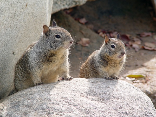Ground Squirrel  Ground_Squirrel pair Sciuridae Ardilla