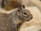 Ground Squirrel  face Sciuridae Ardilla