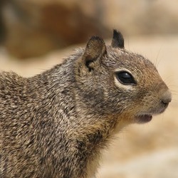 Ground Squirrel  face Sciuridae Ardilla