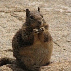 Ground Squirrel  fat Sciuridae Ardilla