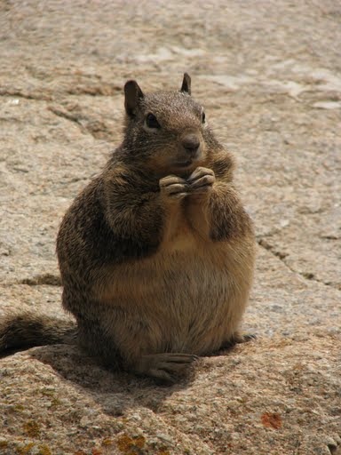 Ground Squirrel  fat Sciuridae Ardilla