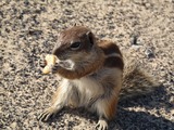 Ground Squirrel Barbary Ground Squirrel Playa Jandia Sciuridae Ardilla