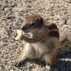 Ground Squirrel Barbary Ground Squirrel Playa Jandia Sciuridae Ardilla