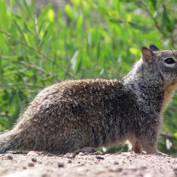 Ground Squirrel CA Ground Squirrel Sciuridae Ardilla