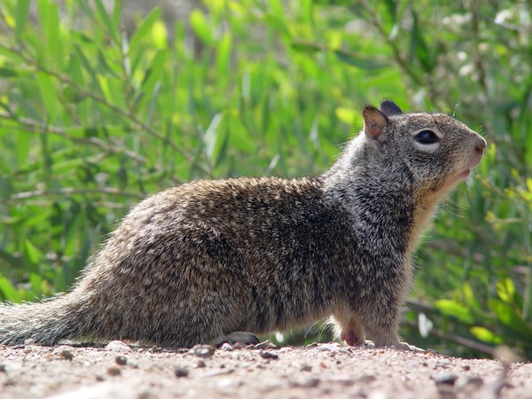 Ground Squirrel CA Ground Squirrel Sciuridae Ardilla