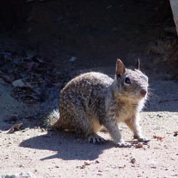 Ground Squirrel CA ground_squirrel_(2) Sciuridae Ardilla