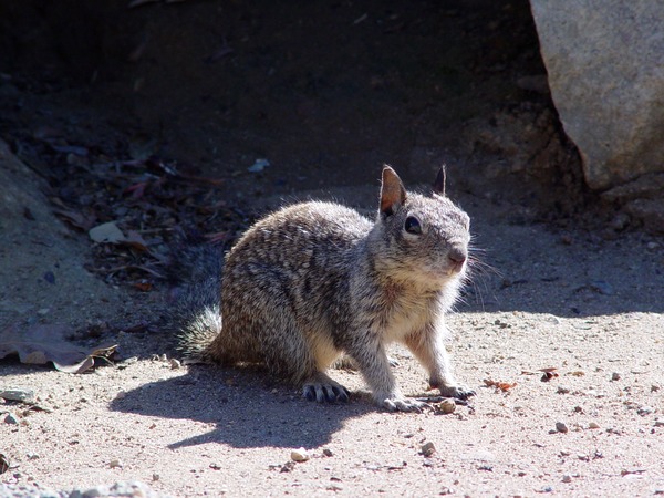 Ground Squirrel CA ground_squirrel_(2) Sciuridae Ardilla