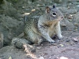 Ground Squirrel CA_Ground_Squirr burrow Sciuridae Ardilla