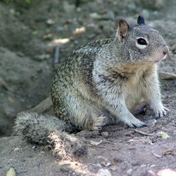 Ground Squirrel CA_Ground_Squirr burrow Sciuridae Ardilla