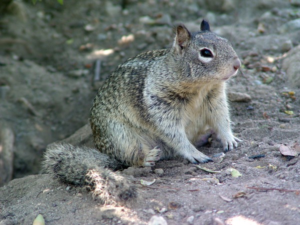 Ground Squirrel CA_Ground_Squirr burrow Sciuridae Ardilla