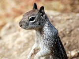 Ground Squirrel California Ground Squirrel Sciuridae Ardilla