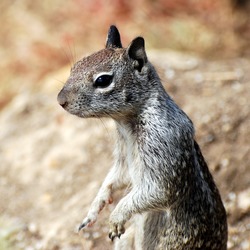 Ground Squirrel California Ground Squirrel Sciuridae Ardilla