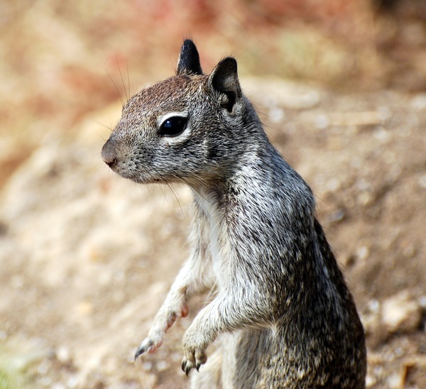 Ground Squirrel California Ground Squirrel Sciuridae Ardilla