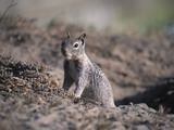 Ground Squirrel California_Ground_Squirrel  burrow Sciuridae Ardilla