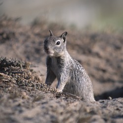 Ground Squirrel California_Ground_Squirrel  burrow Sciuridae Ardilla