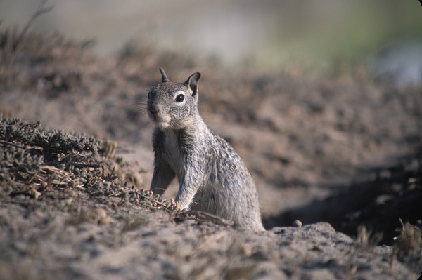 Ground Squirrel California_Ground_Squirrel  burrow Sciuridae Ardilla