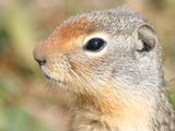 Ground Squirrel Columbian Ground Squirrel Sciuridae Ardilla