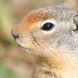 Ground Squirrel Columbian Ground Squirrel Sciuridae Ardilla