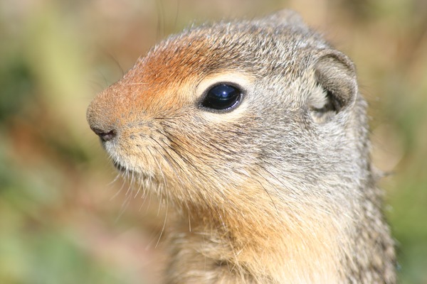 Ground Squirrel Columbian Ground Squirrel Sciuridae Ardilla