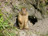 Small Land Mammals