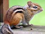 Ground Squirrel Eastern Chipmunk  Sciuridae Ardilla