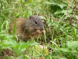 Ground Squirrel Franklin Ground_Squirrel Sciuridae Ardilla