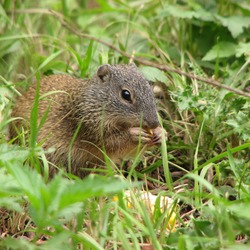 Ground Squirrel Franklin Ground_Squirrel Sciuridae Ardilla