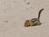 Ground Squirrel Golden Mantled Ground Squirrel (Callospermophilus_lateralis) Sciuridae Ardilla