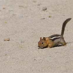 Ground Squirrel Golden Mantled Ground Squirrel (Callospermophilus_lateralis) Sciuridae Ardilla