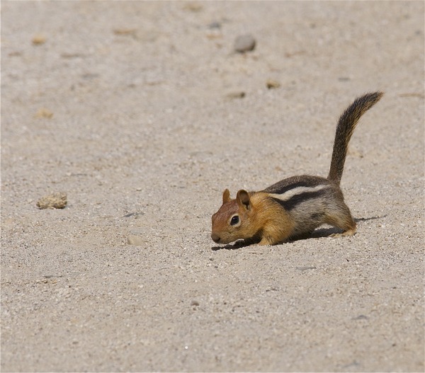 Ground Squirrel Golden Mantled Ground Squirrel (Callospermophilus_lateralis) Sciuridae Ardilla