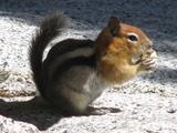 Golden mantled ground squirrel - Spermophilus lateralis