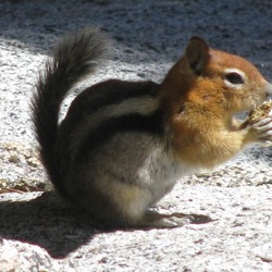 Golden mantled ground squirrel - Spermophilus lateralis