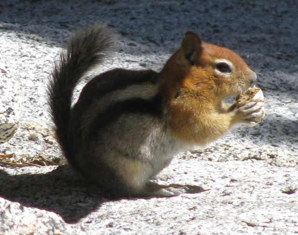 Golden mantled ground squirrel - Spermophilus lateralis