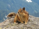 Ground Squirrel Golden Mantled Ground_Squirrel,_Mount Rainier Sciuridae Ardilla