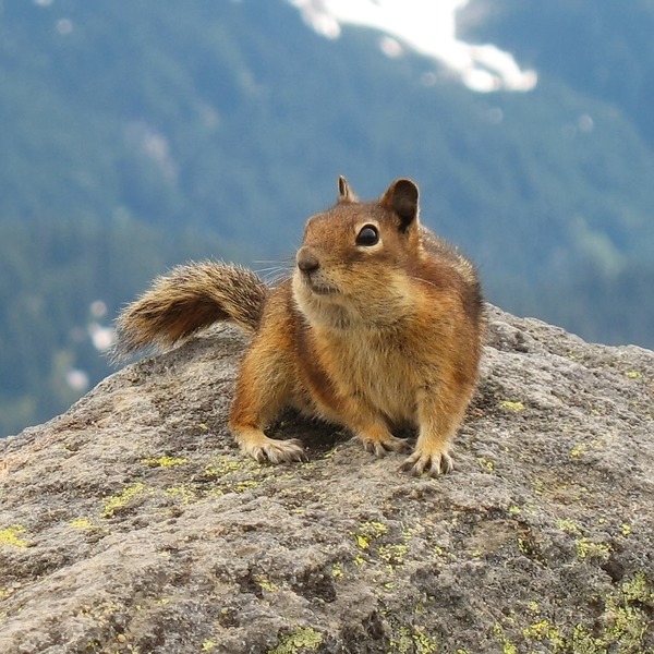 Ground Squirrel Golden Mantled Ground_Squirrel,_Mount Rainier Sciuridae Ardilla