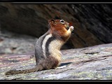 Ground Squirrel Golden mantled Ground Squirrel Sciuridae Ardilla