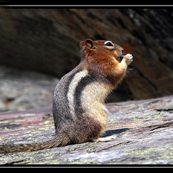 Ground Squirrel Golden mantled Ground Squirrel Sciuridae Ardilla