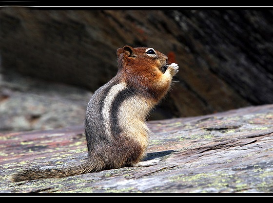 Ground Squirrel Golden mantled Ground Squirrel Sciuridae Ardilla