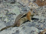 Ground Squirrel Golden mantled Ground_Squirrel Sciuridae Ardilla