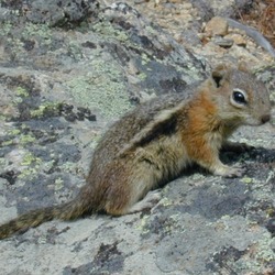 Ground Squirrel Golden mantled Ground_Squirrel Sciuridae Ardilla