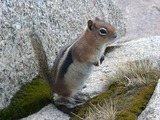 Ground Squirrel Golden-mantled Ground Squirrel  Sciuridae Ardilla