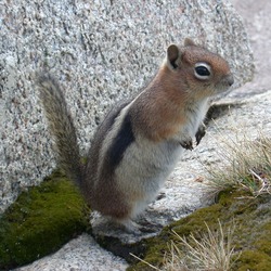 Ground Squirrel Golden-mantled Ground Squirrel  Sciuridae Ardilla