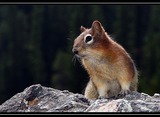 Ground Squirrel Photo Gallery
