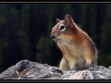 Ground Squirrel Golden-mantled Ground_Squirre ciuridae Ardilla