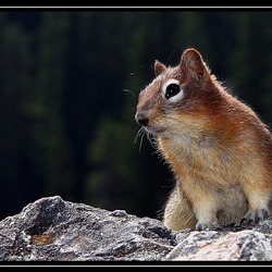 Ground Squirrel Golden-mantled Ground_Squirre ciuridae Ardilla