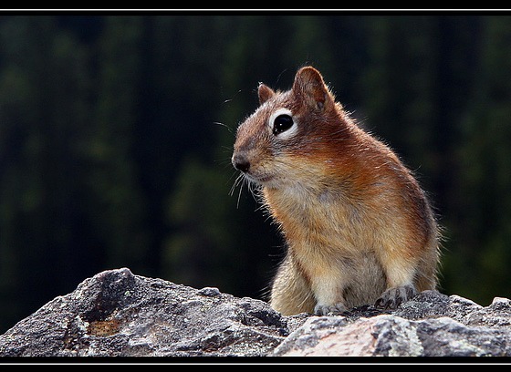 Ground Squirrel Golden-mantled Ground_Squirre ciuridae Ardilla